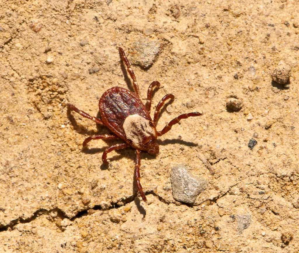 Dermacentor occidentalis, Pacific Coast tick