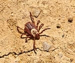 Pacific Coast tick