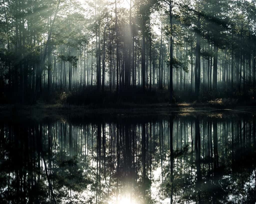 De Soto National Forest, Mississippi