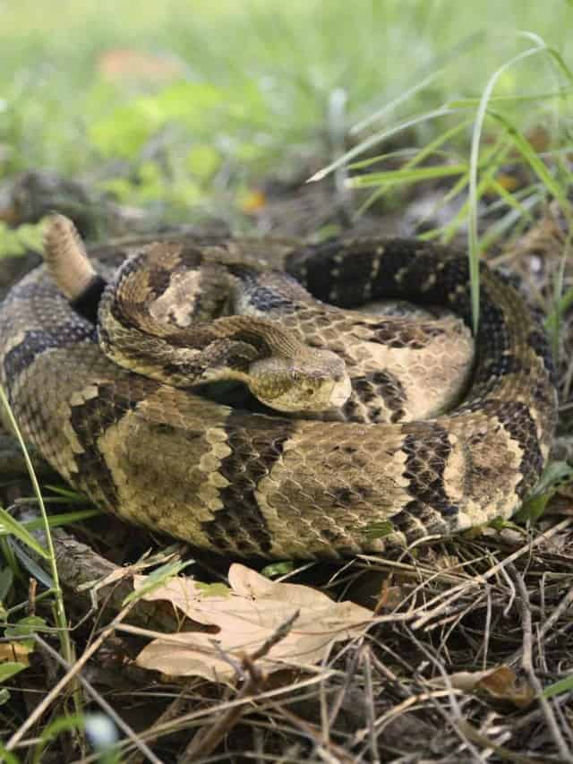 Discover the 2 Types of Rattlesnakes in Minnesota - AZ Animals