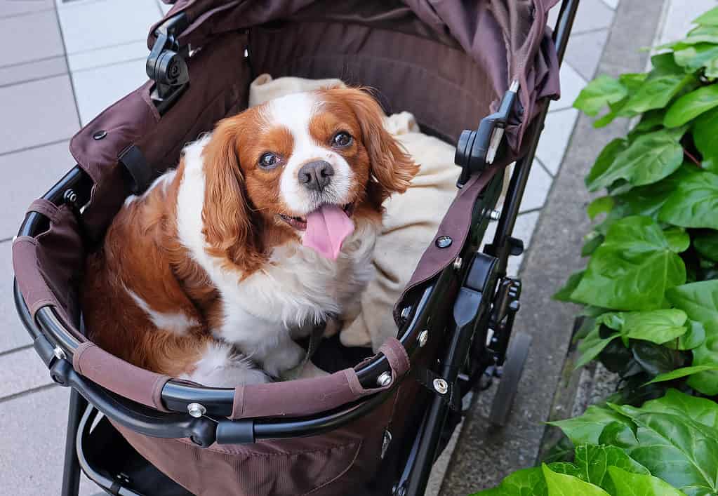 Dog Sitting in Stroller - Pet Gear on Chewy
