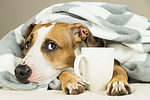 A dog holding a mug. In the mug could be coffee or tea, both of which are bad for dogs.