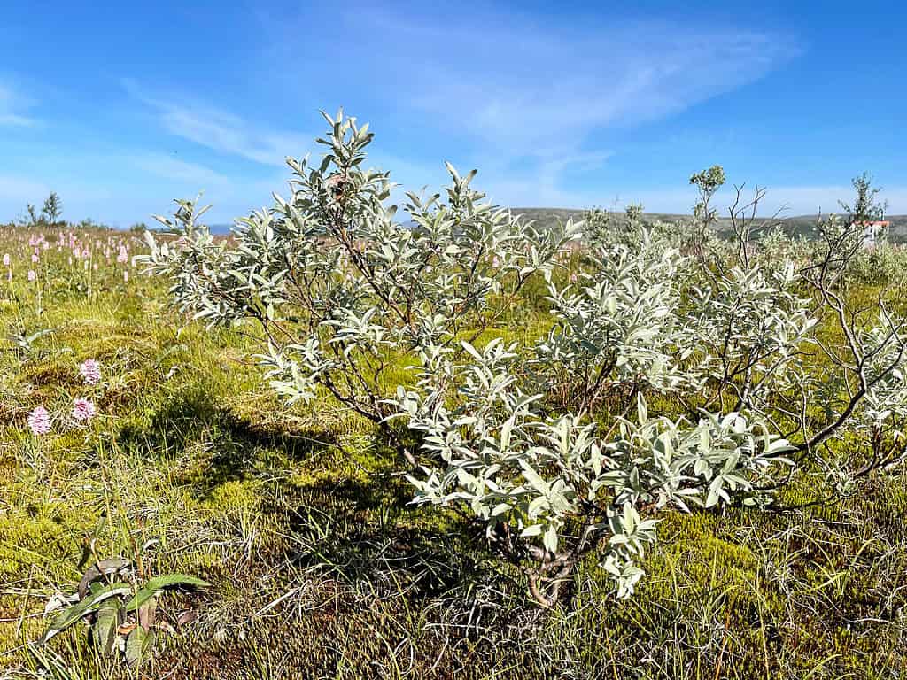 Downy Willow - Sallix lapponum