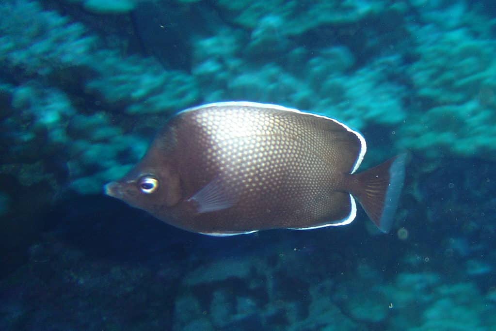 Mariposa de Isla de Pascua (Chaetodon Litus)