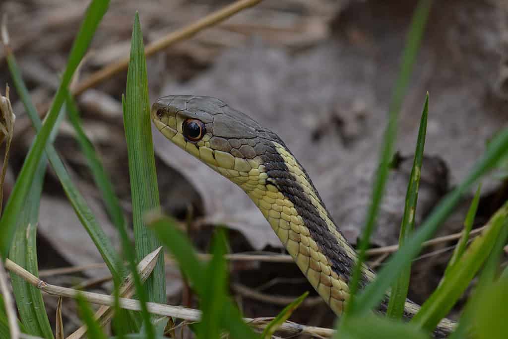 The eastern garter snake (Thamnophis sirtalis sirtalis)