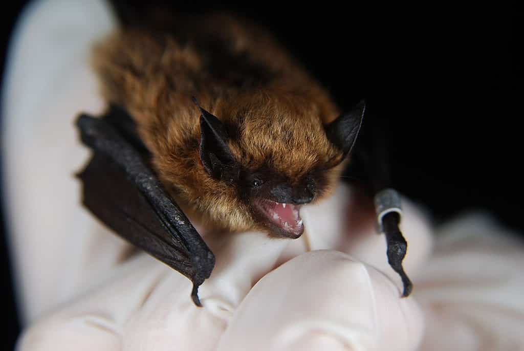 Eastern small-footed bat (Myotis leibii)