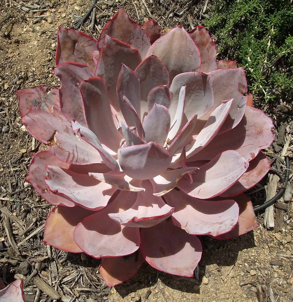 Echeveria 'Afterglow' is a pink succulent 