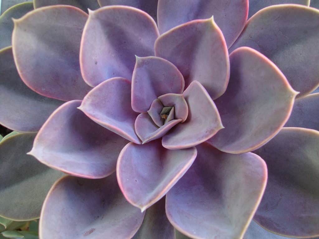 Echeveria 'Perle von Nürnberg' succulent