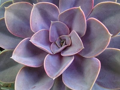 A 9 Types Of Pink Succulents