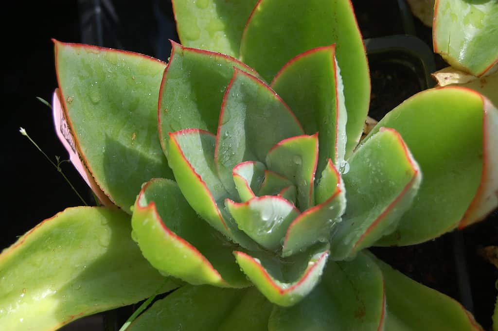 Echeveria subrigida succulent