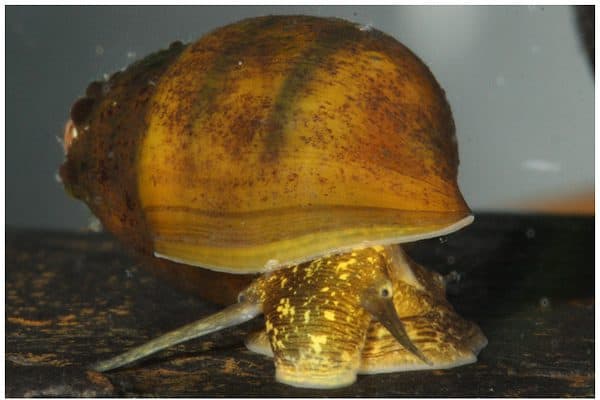 Similar to the Elimia clara, shown here, the Elimia bellacrenata, ia mollusk in the Srobeoconcha taxonomic clade, is found only in Alabama.