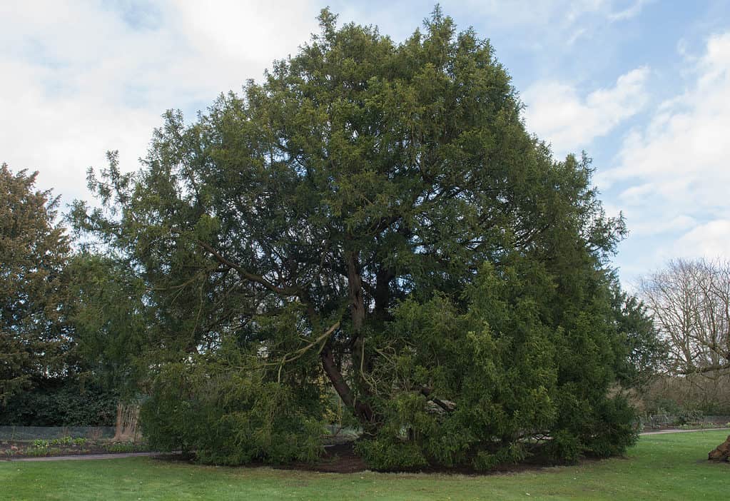 English Yew Tree