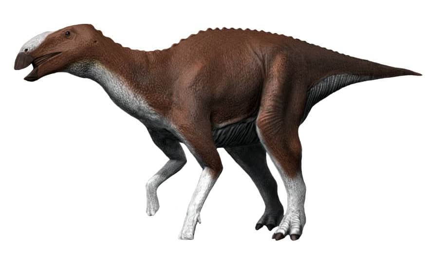 Eotrachodon orientalis