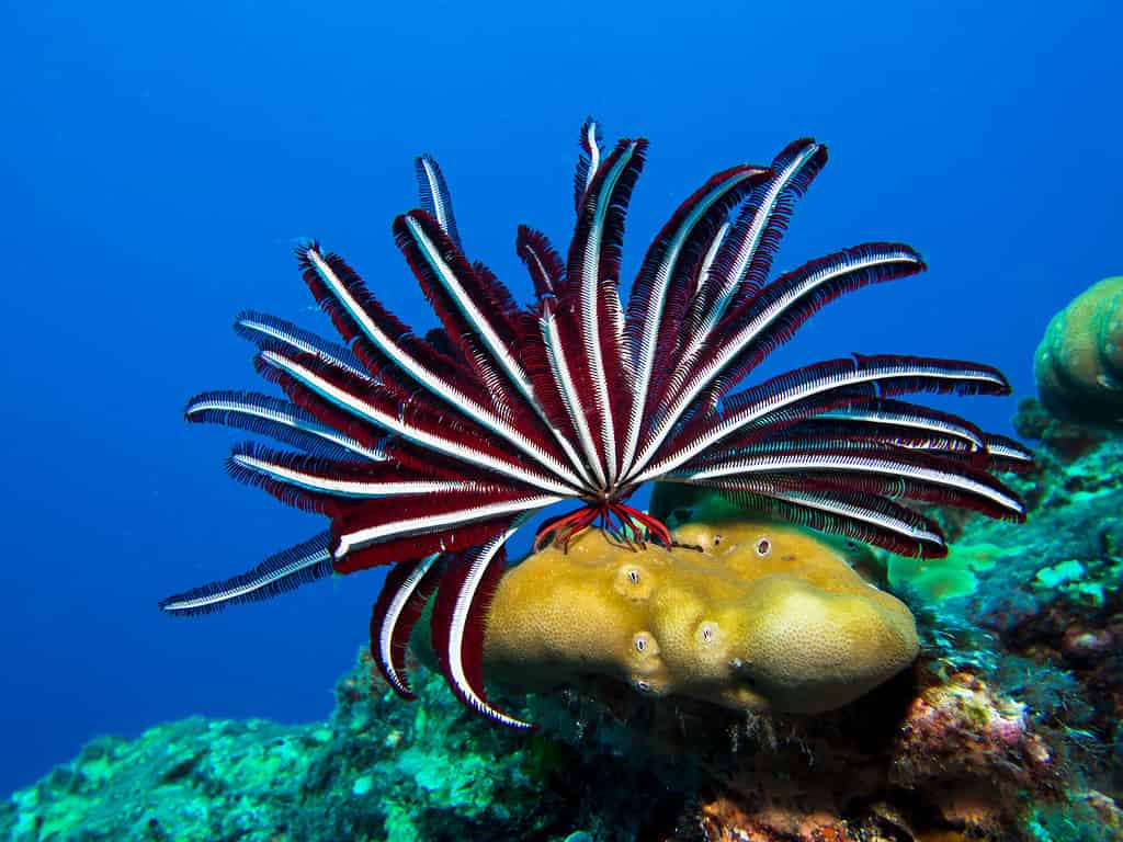 Feather Star