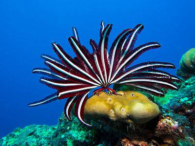 Feather Star Picture