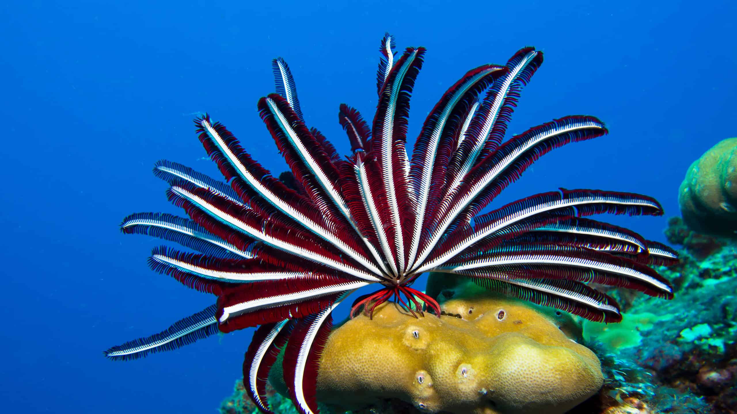 Морская лилия. Feather Starfish. Подводные обитатели из октонофтов. Feather Star Crinoid. Австралийские криноиды.