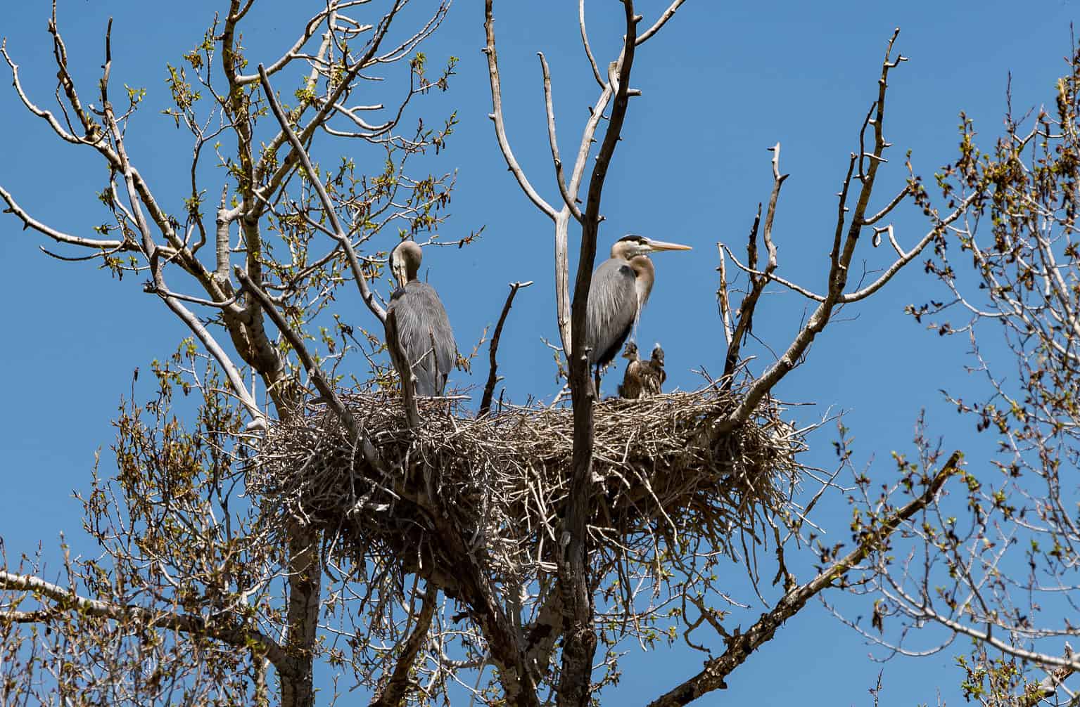 39 Majestic Trees Native to Florida - A-Z Animals