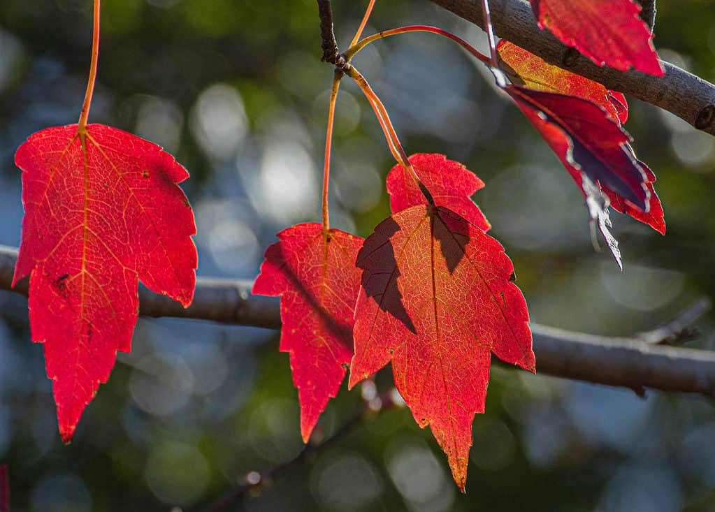 Florida Maple Tree