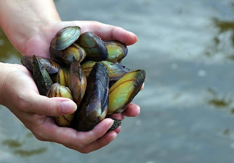 Freshwater Pearl Mussel
