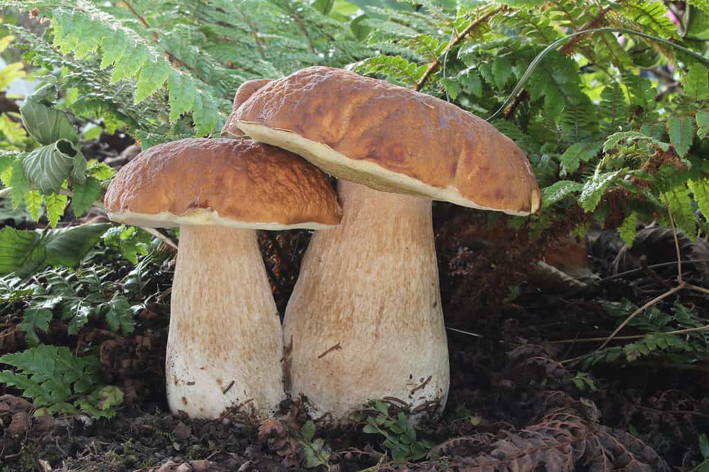 Bolete mushrooms, Boletus edulis