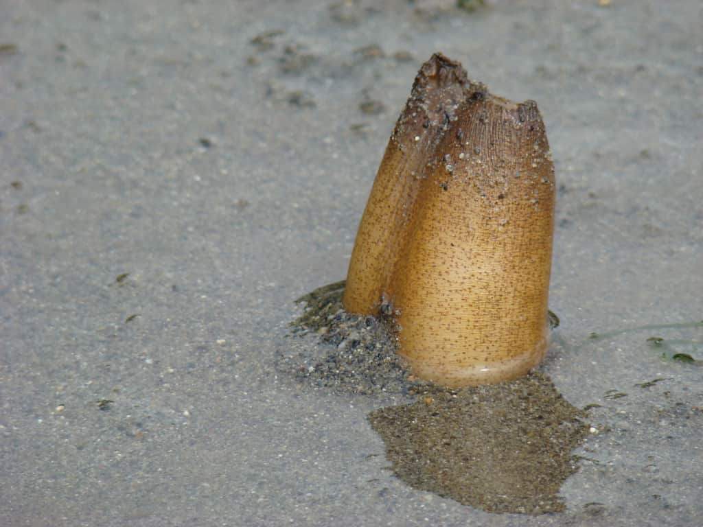 Neck of a geoduck clam