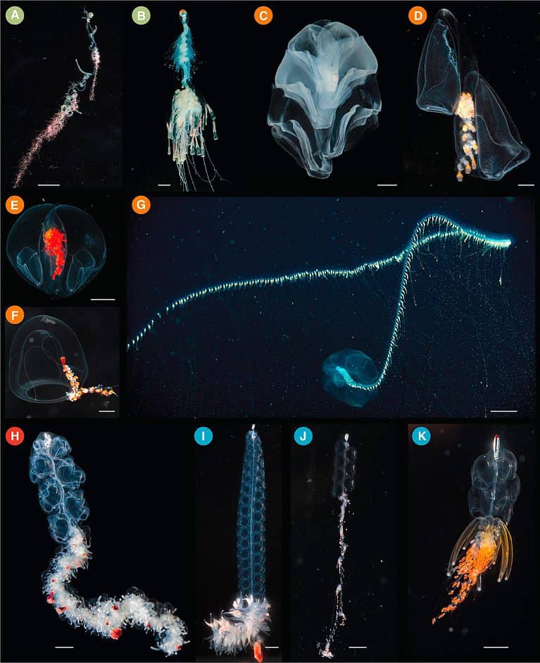 Photos of Siphonophore