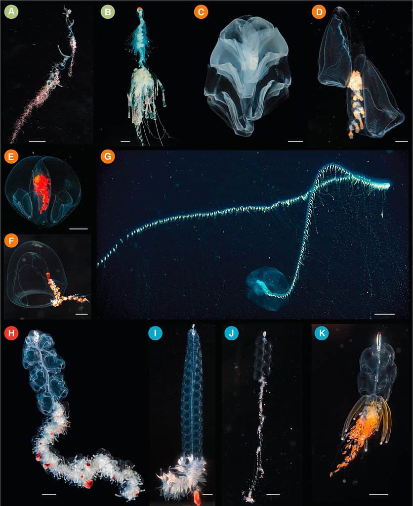 Photos of Siphonophore