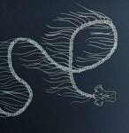 Giant siphonophore