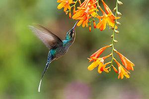 7 Great Potted Flowers You Can Plant That Attract Hummingbirds Picture