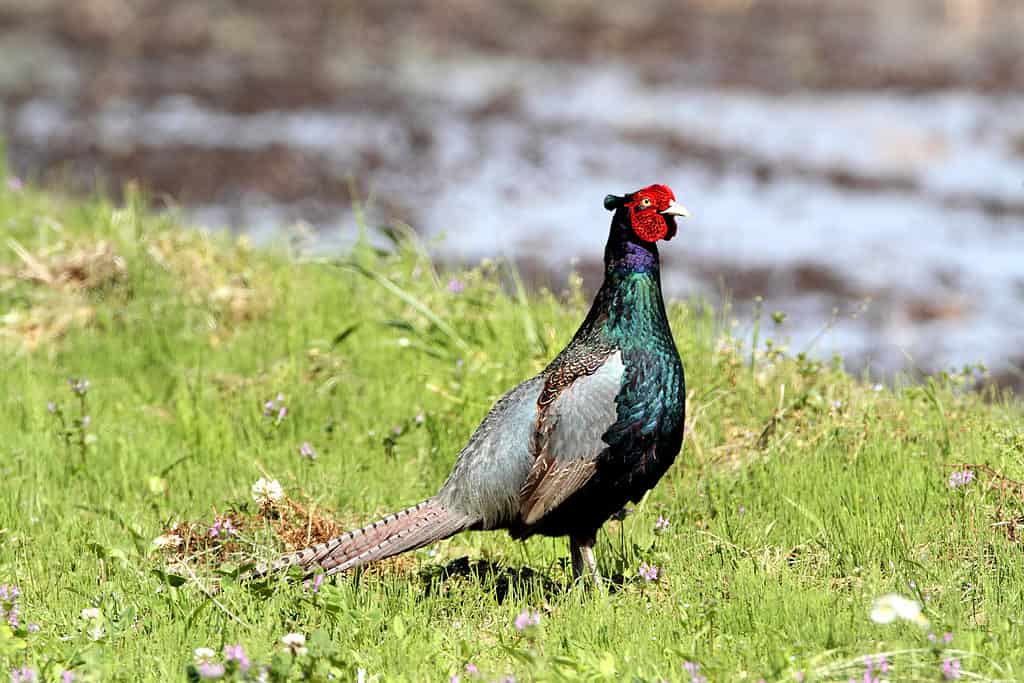 フィールドの青いキジ - 日本の国立鳥