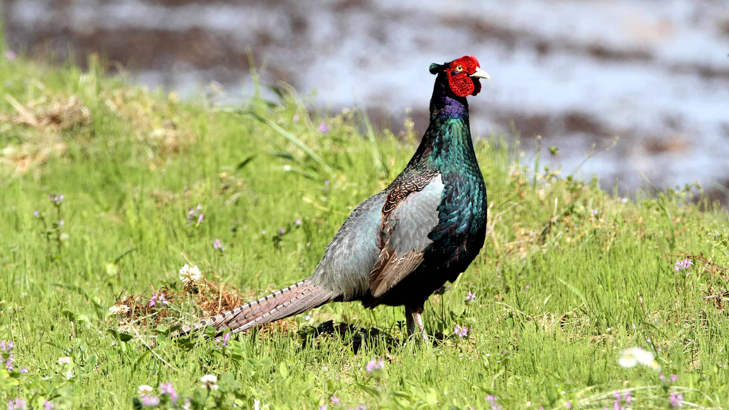 Green Pheasant in a Field - National Bird of Japan