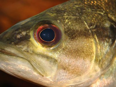 A Micropterus treculii