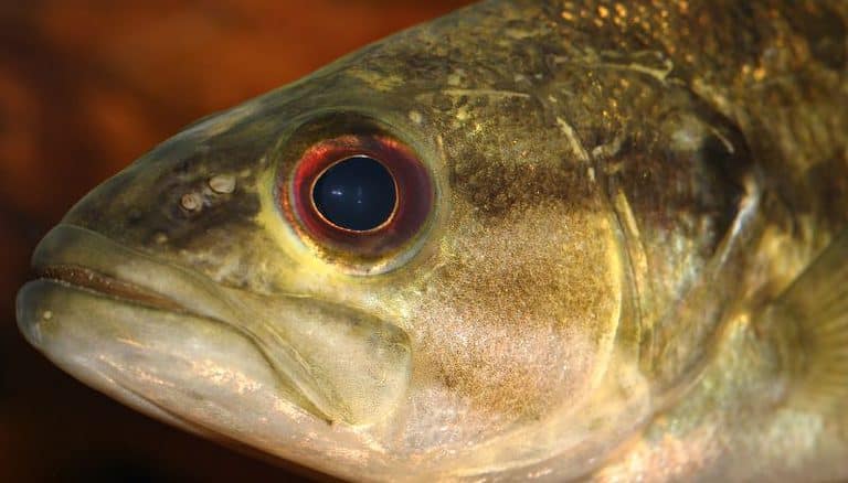 Guadalupe Bass
