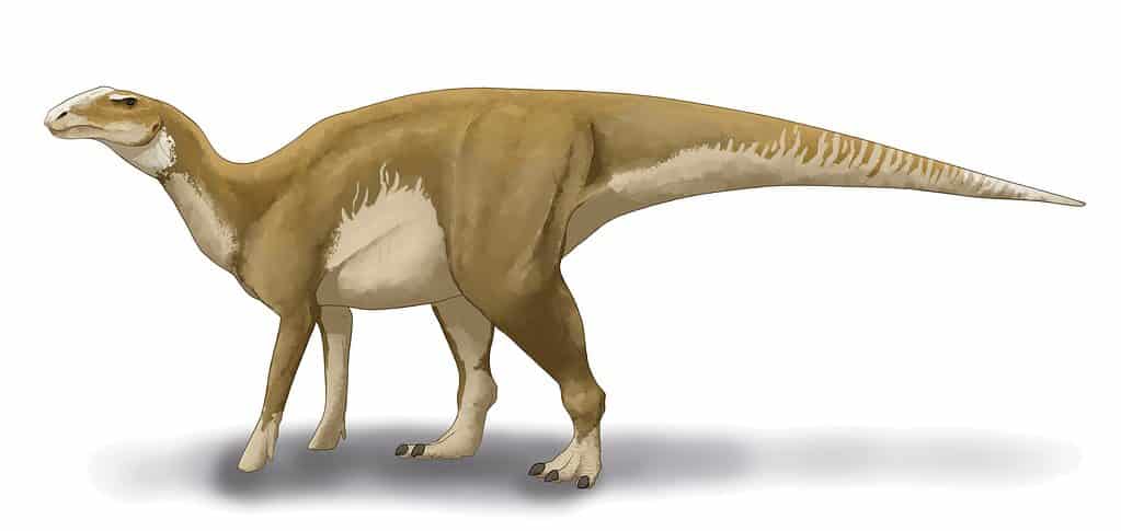 The dinosaur Hadrosaurus foulkii lived in New Jersey about 80 million years ago