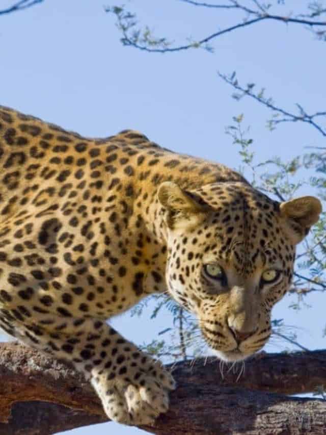 how-many-leopards-are-left-in-the-world-az-animals