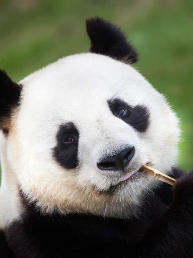 how-many-pandas-are-left-in-the-world-az-animals