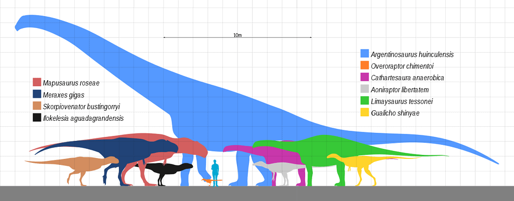 Huincul Formation Dinosauria Scale