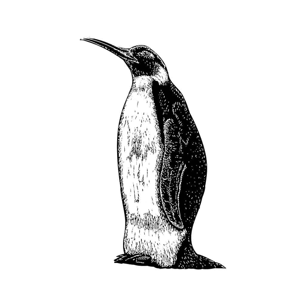 Icadyptes - An Ancient Penguin