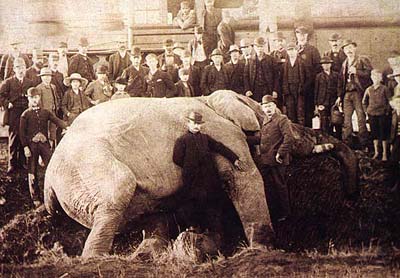 Jumbo after his collision with a locomotive on September 15, 1885 in St. Thomas, Ontario.