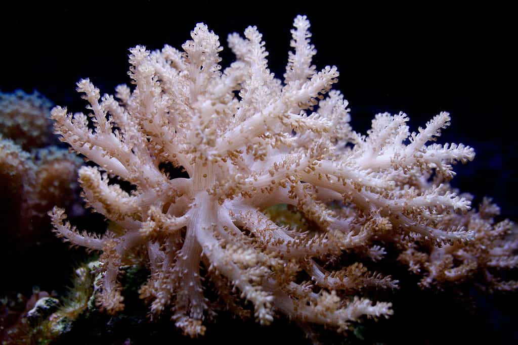 Kenya tree coral