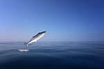 King mackerel