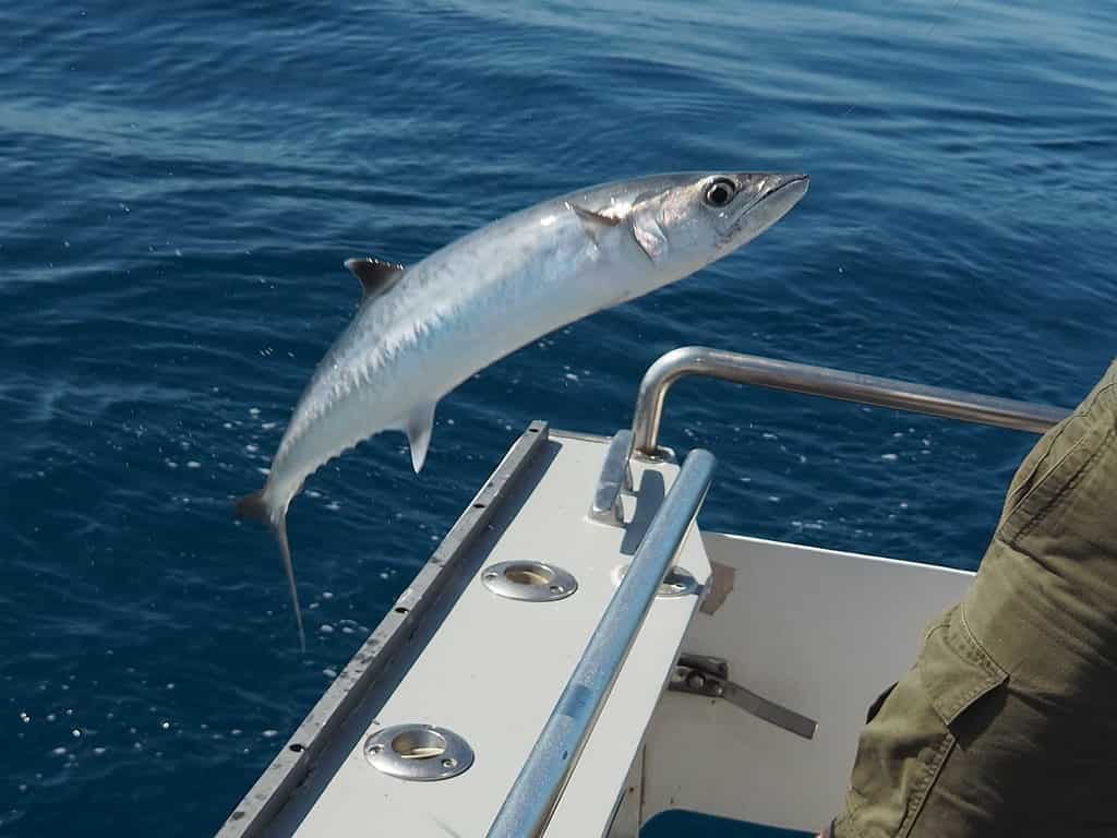 King Mackerel Fishing, Fish Destin, King Mackerel Facts