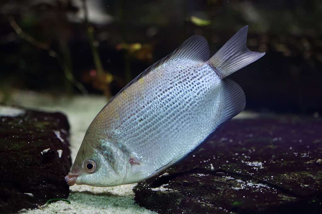 Kissing Gourami