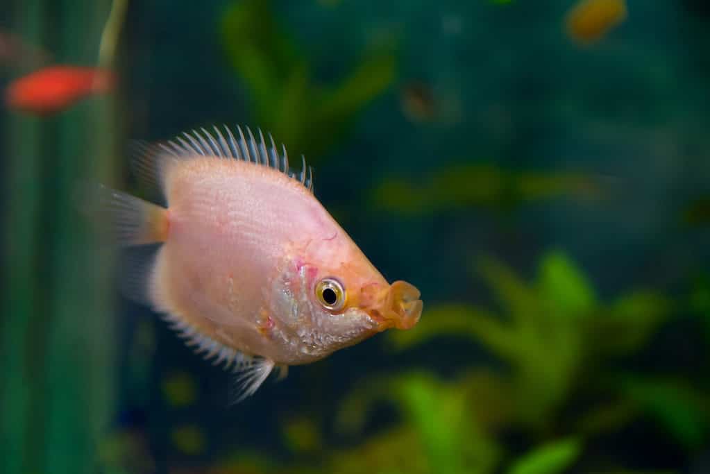 Kissing Gourami