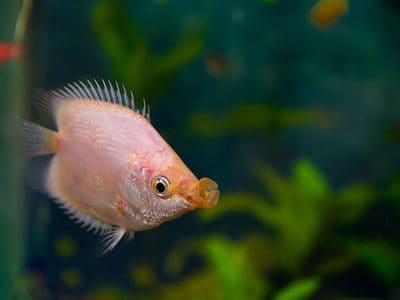 A Kissing Gourami