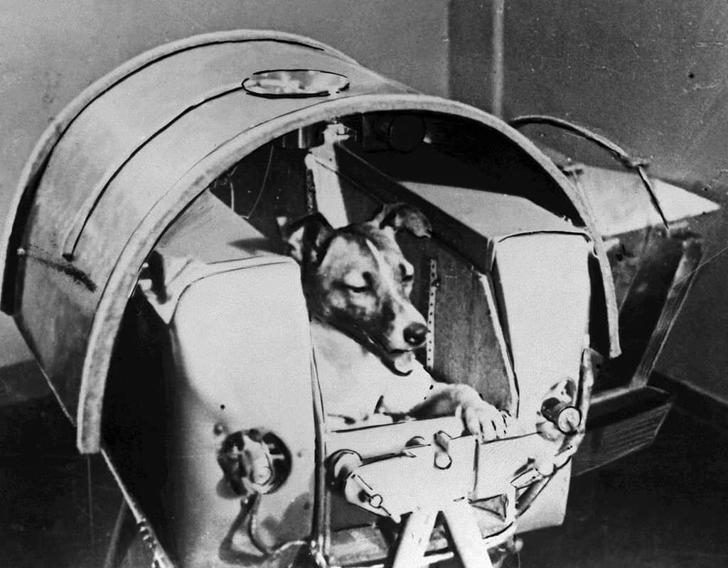 Laika the first dog to orbit earth