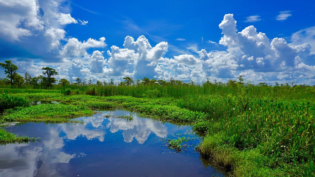 Lake Salvador bayou