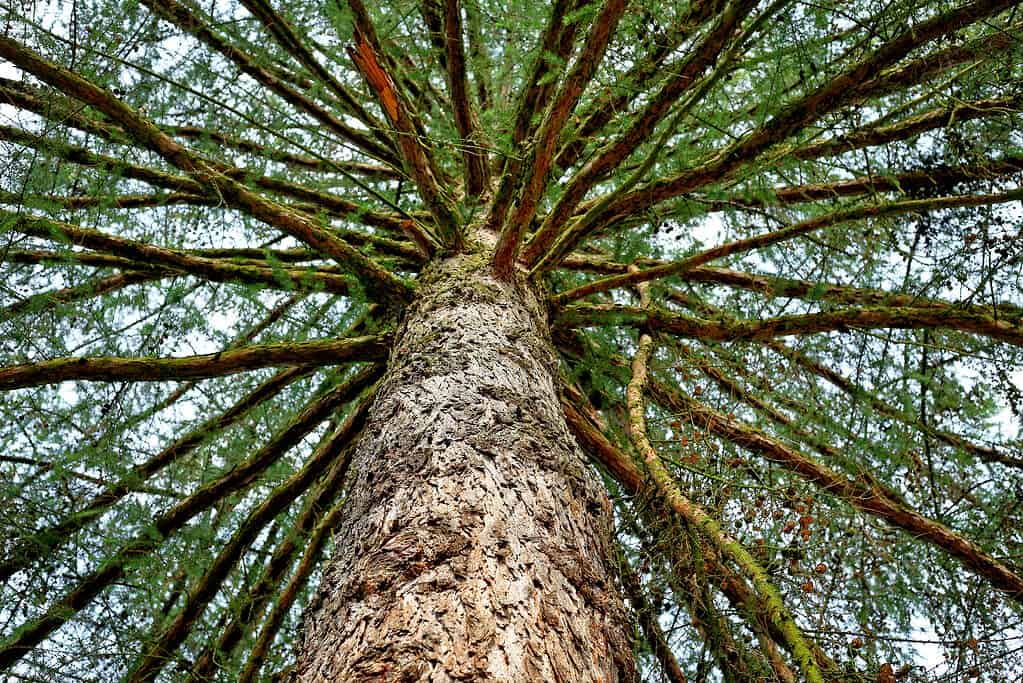 Larch Tree in Central Poland - Larix polonica