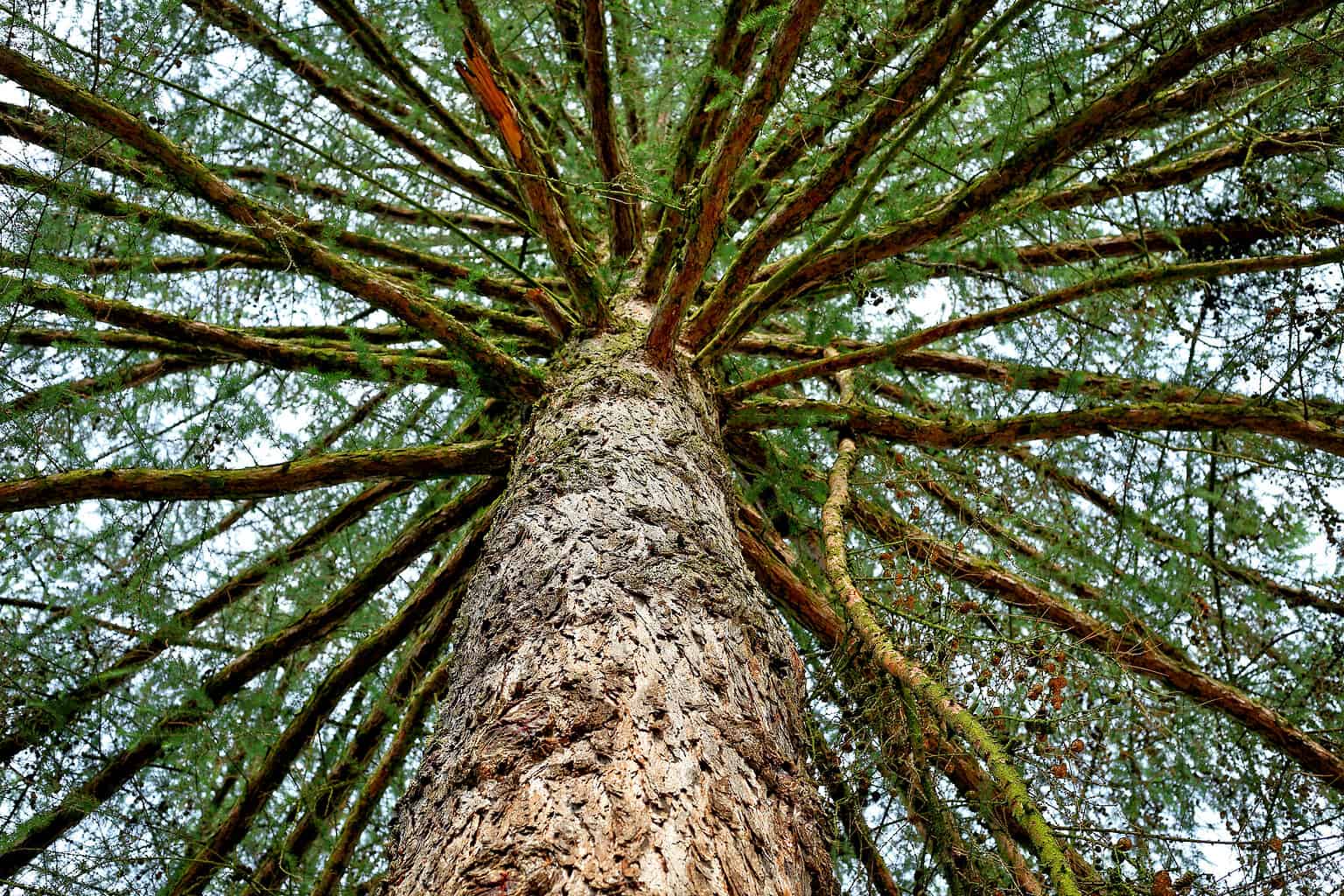 9 Incredible Trees Native to Poland - A-Z Animals