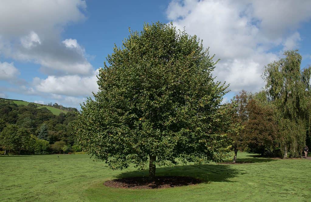 Leaved Lime Tree - Tilia cordata